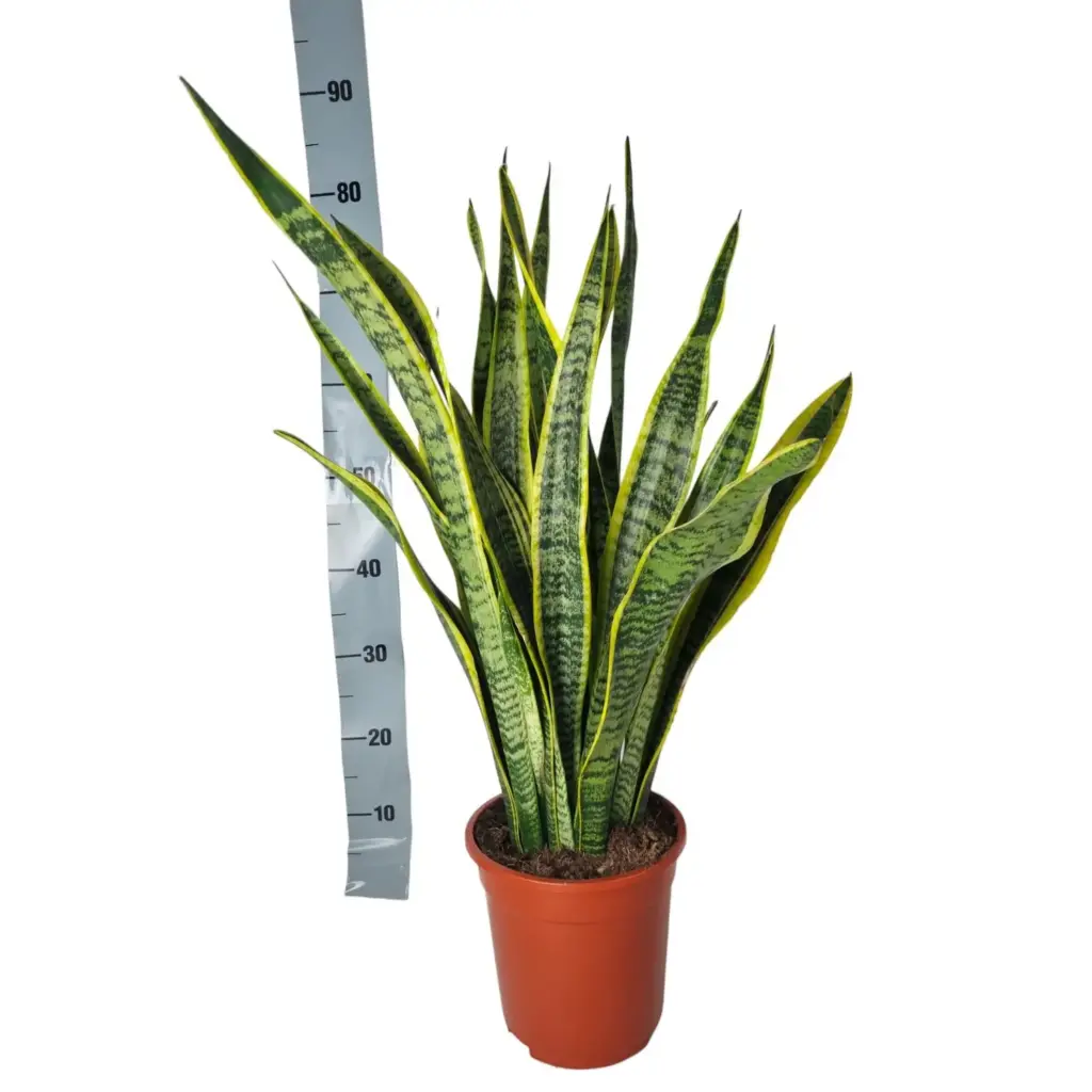 Sansevieria Laurentie kamerplant – veelzijdige booghennep