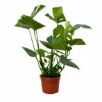 Monstera Deliciosa kamerplant – gatenplant