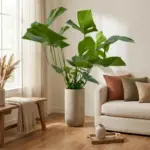 Monstera Deliciosa kamerplant – gatenplant