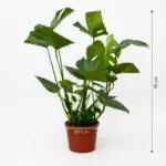 Monstera Deliciosa kamerplant – gatenplant