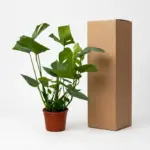 Monstera Deliciosa kamerplant – gatenplant