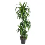 Dracaena Hawaiian Sunshine kamerplant