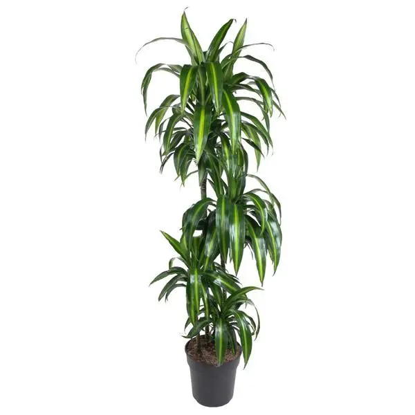 Dracaena Hawaiian Sunshine kamerplant