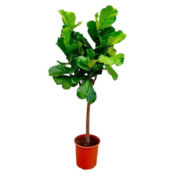 Ficus Lyrata boom – grote kamerplant op één stam