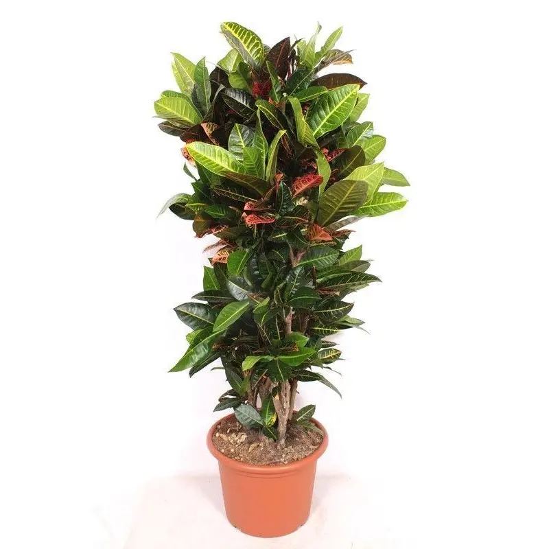 Codiaeum Petra kamerplant – kleurrijke kroton