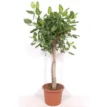 Ficus Benghalensis boom de luxe – grote kamerplant
