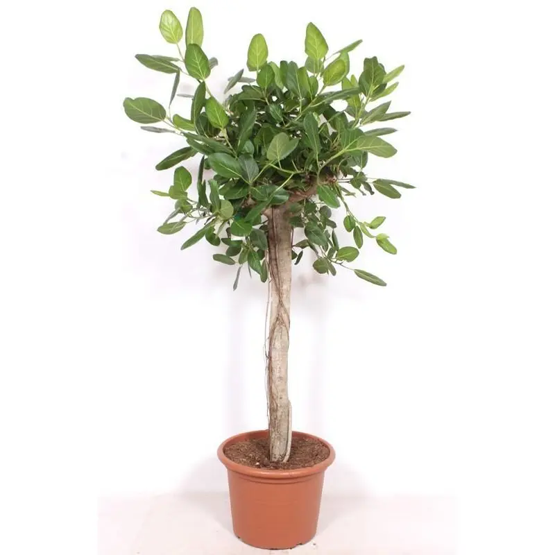 Ficus Benghalensis boom de luxe – grote kamerplant