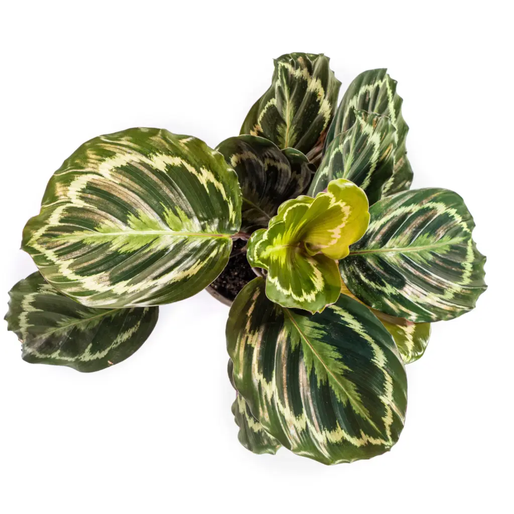 Calathea Medallion — productfoto 2