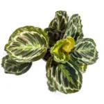 Calathea Medallion — productfoto 2