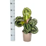 Calathea Medallion — productfoto 3