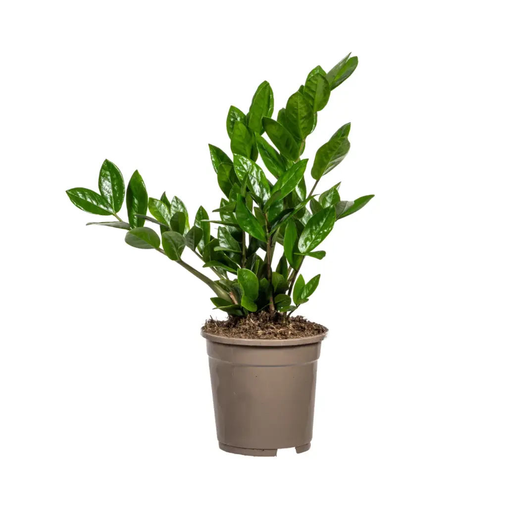 Zamioculcas Zamiifolia kamerplant – ZZ-plant