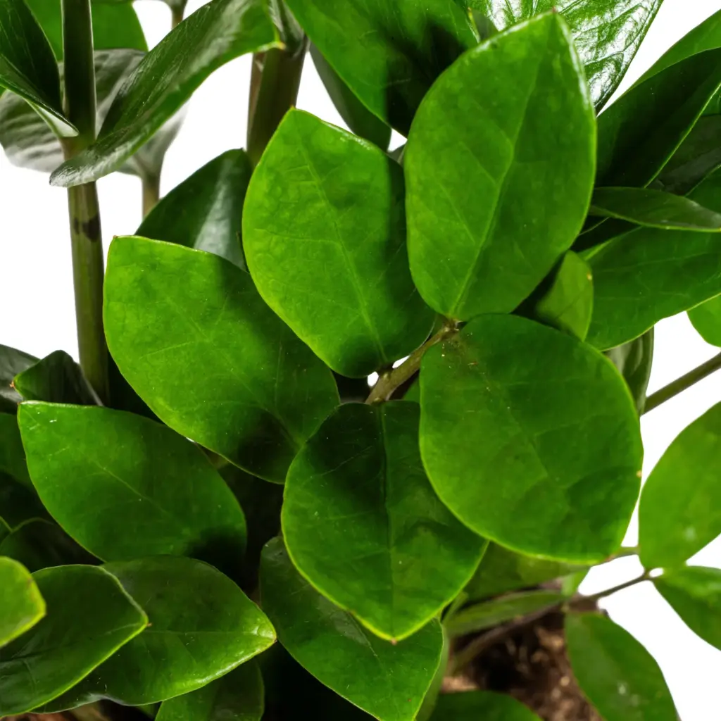 Zamioculcas Zamiifolia kamerplant – ZZ-plant — productfoto 2