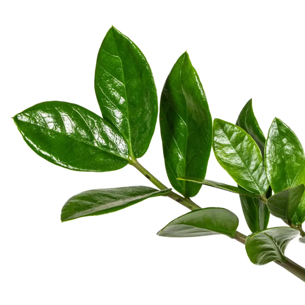 Zamioculcas Zamiifolia kamerplant – ZZ-plant — productfoto 3