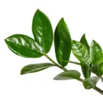 Zamioculcas Zamiifolia kamerplant – ZZ-plant — productfoto 3