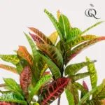 Codiaeum variegatum kroton kunstplant in pot — productfoto 2