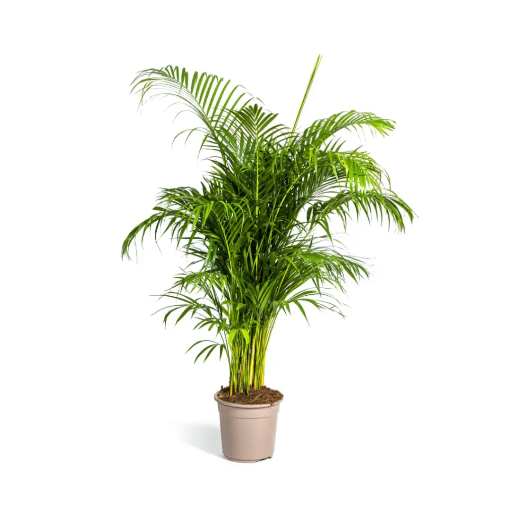 Dypsis Areca lutescens kamerpalm