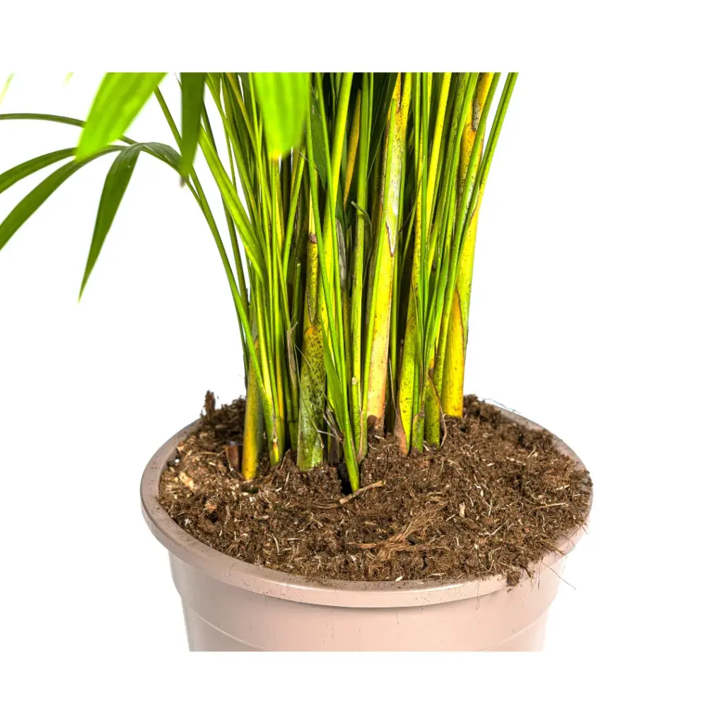 Dypsis Areca lutescens kamerpalm — productfoto 2