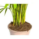 Dypsis Areca lutescens kamerpalm — productfoto 2