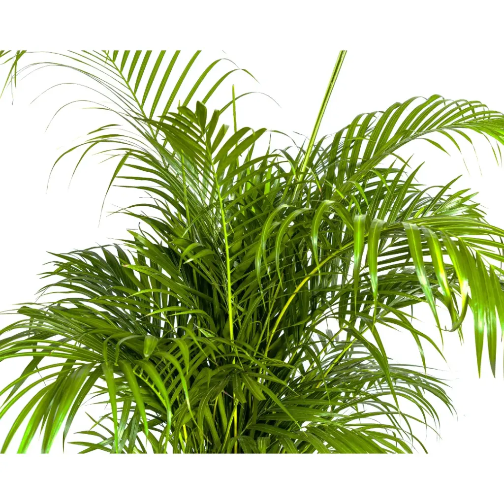 Dypsis Areca lutescens kamerpalm — productfoto 3