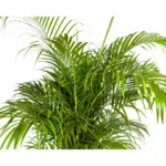 Dypsis Areca lutescens kamerpalm — productfoto 3