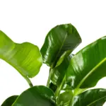 Strelitzia Nicolai — productfoto 3