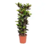 Codiaeum Iceton kamerplant – compacte kroton