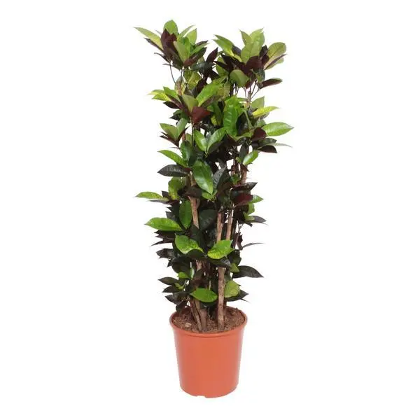 Codiaeum Iceton kamerplant – compacte kroton