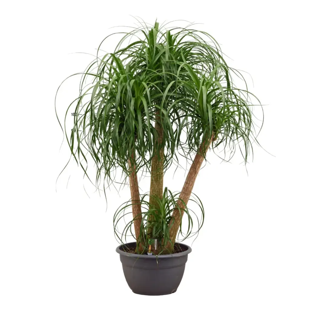 Beaucarnea multi stam – olifantenpootkamerplant