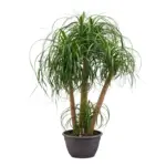 Beaucarnea multi stam – olifantenpootkamerplant