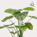 Alocasia kunstplant – olifantsoor kamerplant — productfoto 2