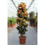 Codiaeum Iceton kamerplant – grote krotonboom