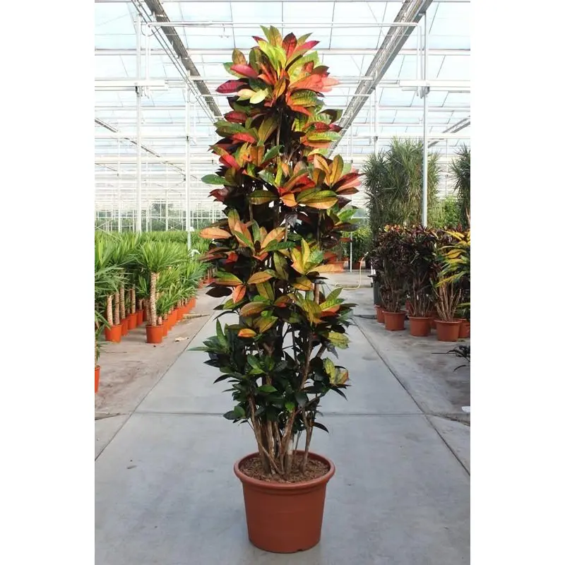Codiaeum Iceton kamerplant – grote krotonboom