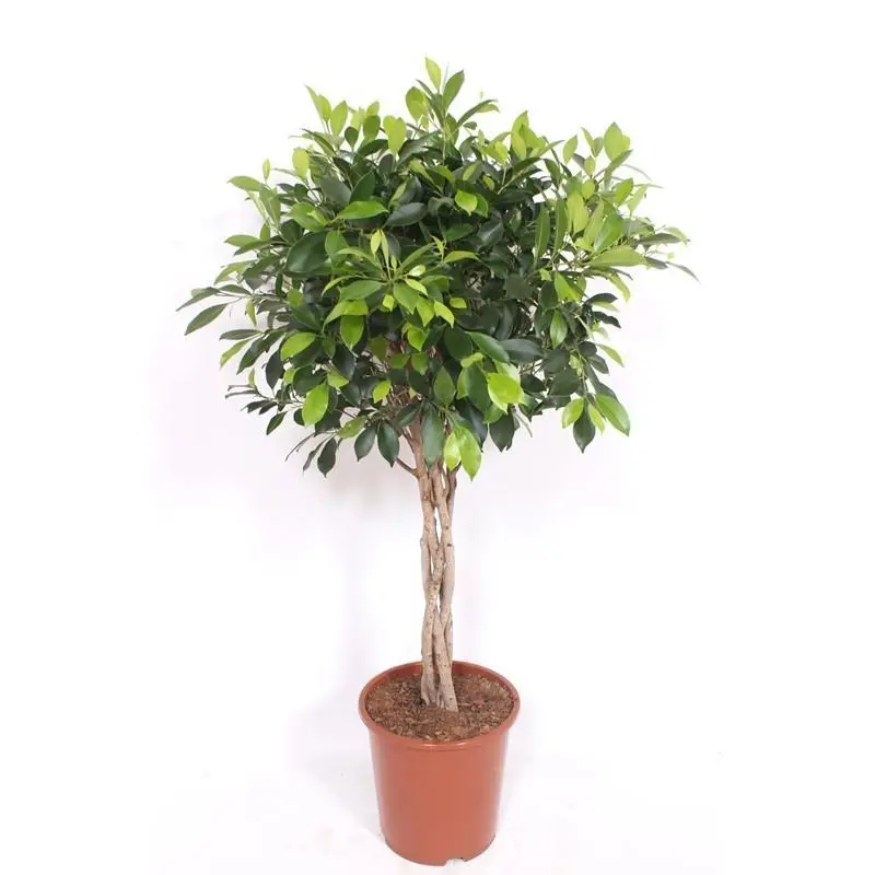 Ficus Nitida gevlochten stam – kamerplant
