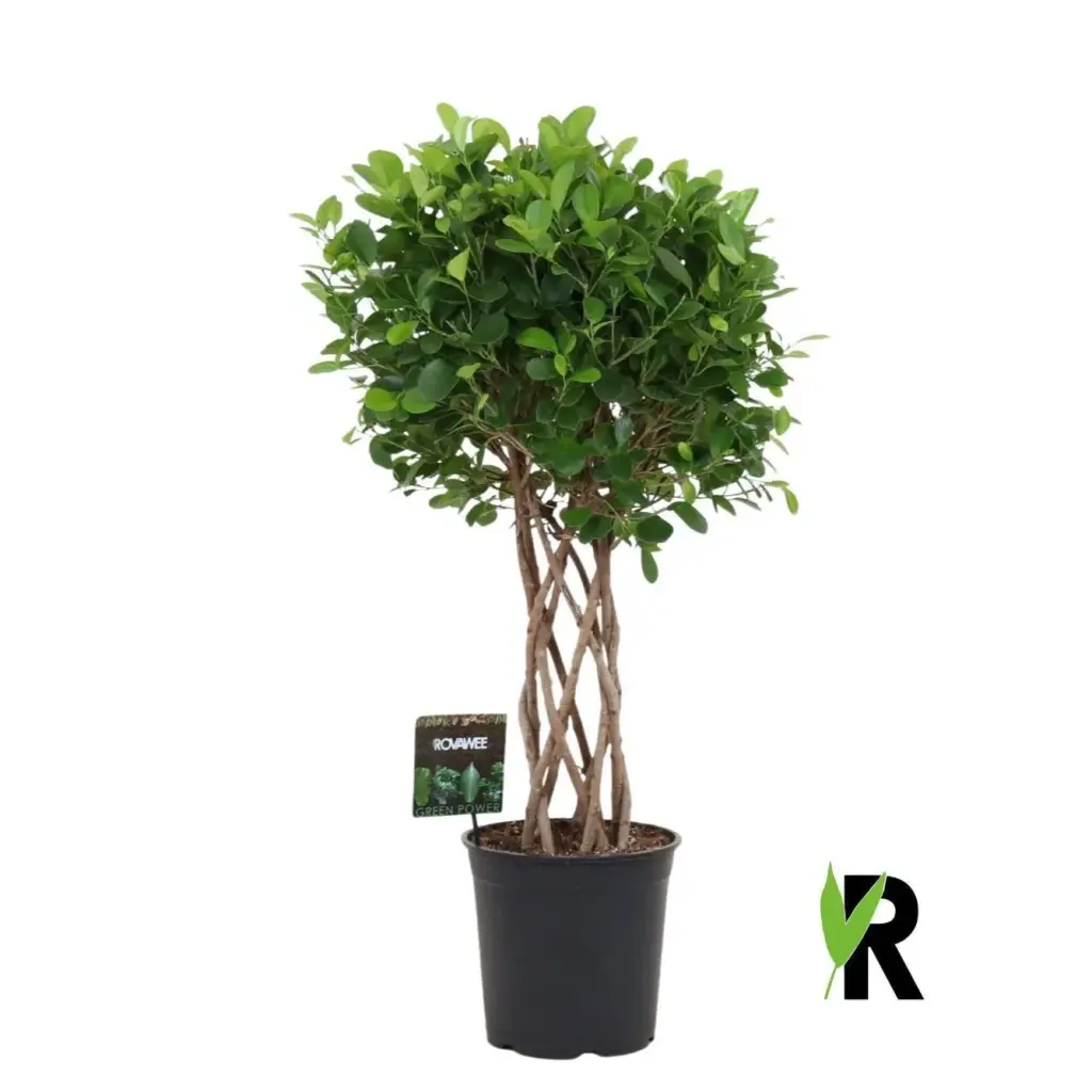 Ficus Moclame gevlochten cilinder – kamerplant