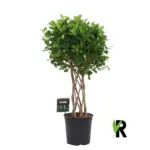 Ficus Moclame gevlochten cilinder – kamerplant