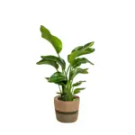 Strelitzia Nicolai kamerplant in gevlochten mand