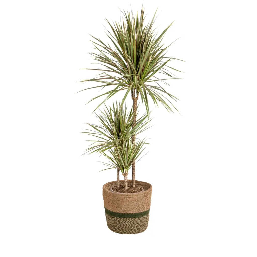 Dracaena Marginata Bicolor kamerplant met plantenmand