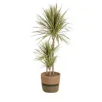 Dracaena Marginata Bicolor kamerplant met plantenmand
