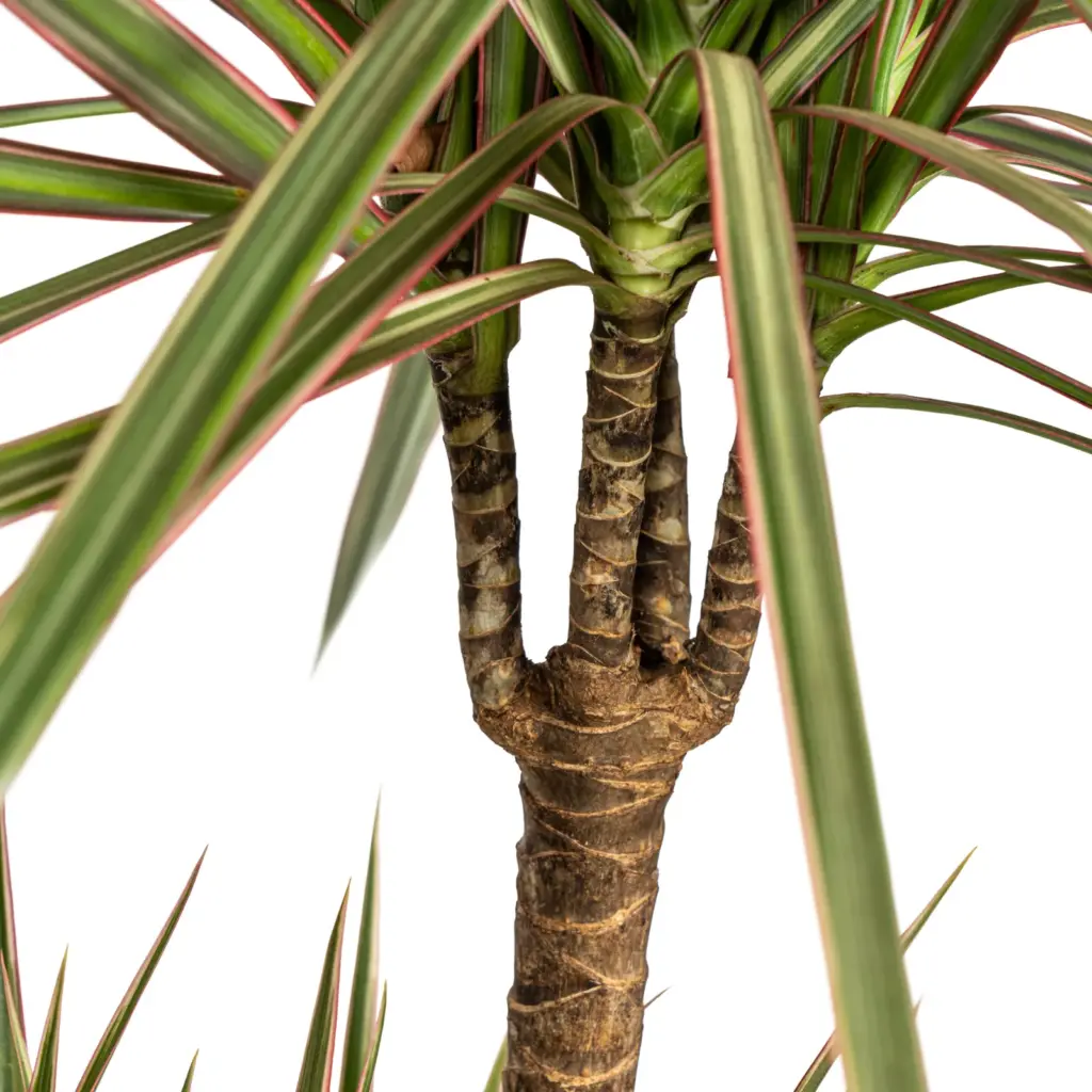 Dracaena Marginata Bicolor kamerplant met plantenmand — productfoto 2