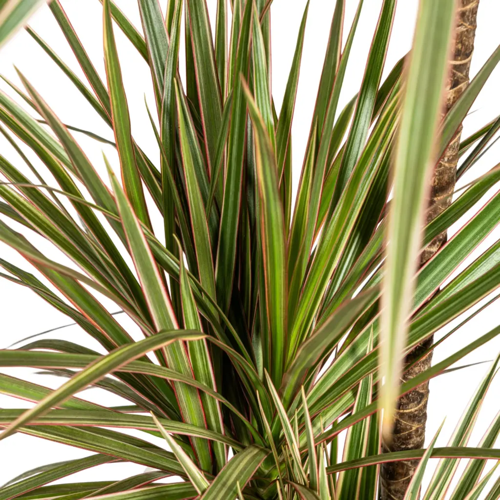 Dracaena Marginata Bicolor kamerplant met plantenmand — productfoto 3