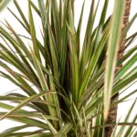 Dracaena Marginata Bicolor kamerplant met plantenmand — productfoto 3