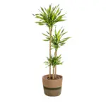Dracaena Deremensis Rikki kamerplant met plantenmand