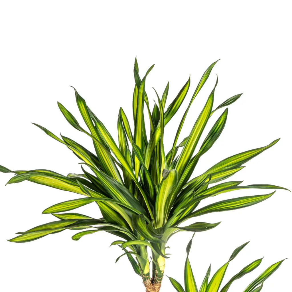 Dracaena Deremensis Rikki kamerplant met plantenmand — productfoto 2