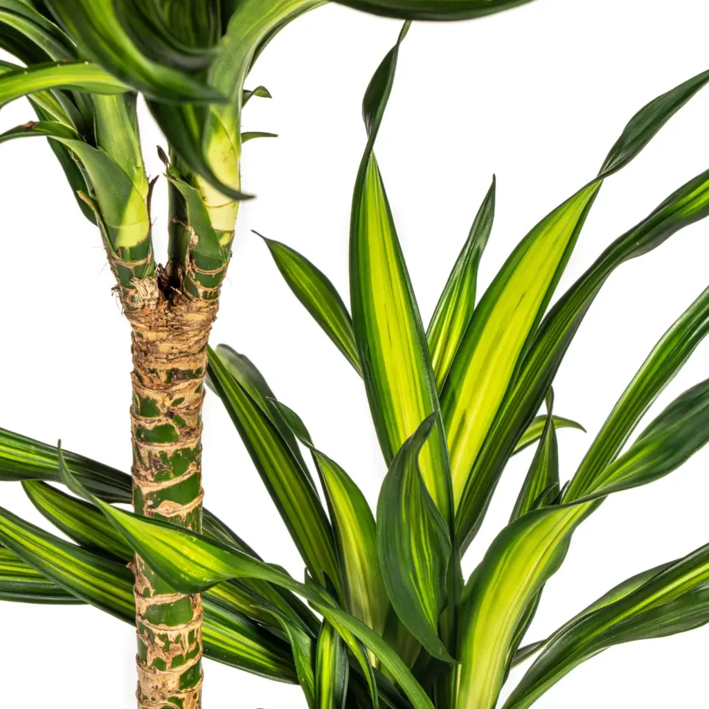 Dracaena Deremensis Rikki kamerplant met plantenmand — productfoto 3
