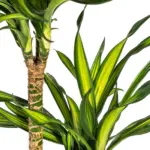 Dracaena Deremensis Rikki kamerplant met plantenmand — productfoto 3