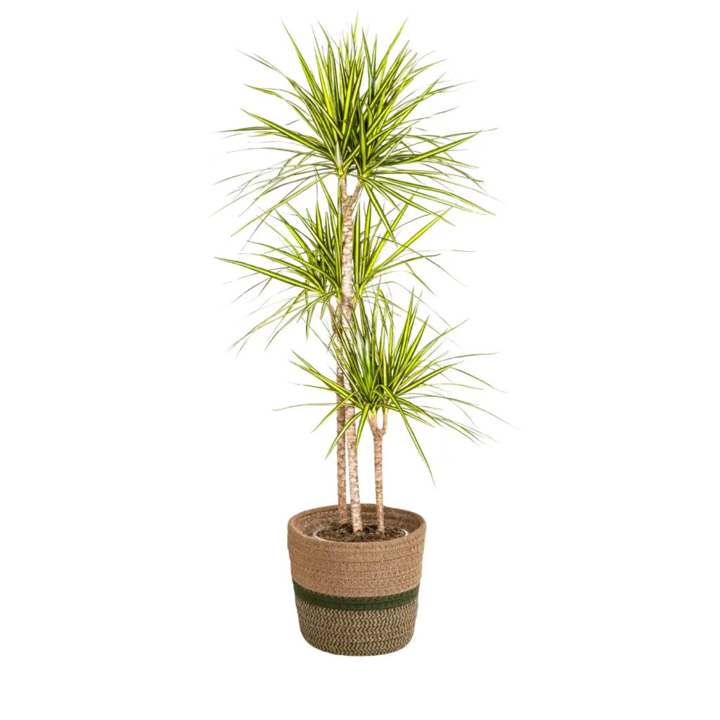 Dracaena Marginata Sunray kamerplant met plantenmand