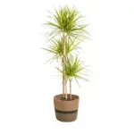 Dracaena Marginata Sunray kamerplant met plantenmand