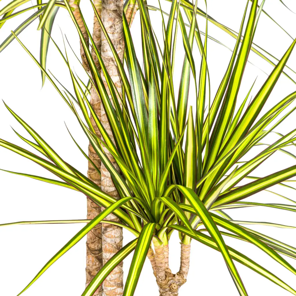 Dracaena Marginata Sunray kamerplant met plantenmand — productfoto 2