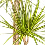 Dracaena Marginata Sunray kamerplant met plantenmand — productfoto 2