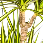 Dracaena Marginata Sunray kamerplant met plantenmand — productfoto 3